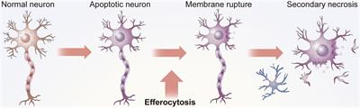 Efferocytosis in the Central Nervous System